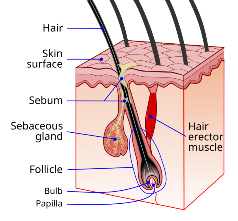 Hair Follicles: Anatomy, Life Cycle, Disorders & Regeneration